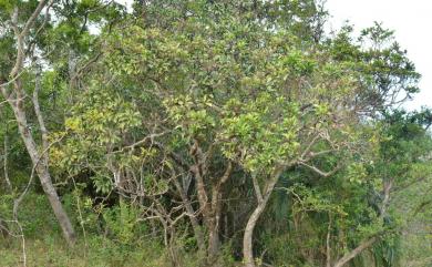 Buchanania arborescens 山羨子