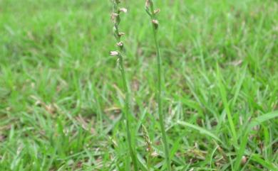 Spiranthes sinensis (Pers.) Ames 綬草