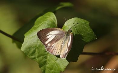 Cepora nadina eunama (Fruhstorfer, 1903) 淡褐脈粉蝶