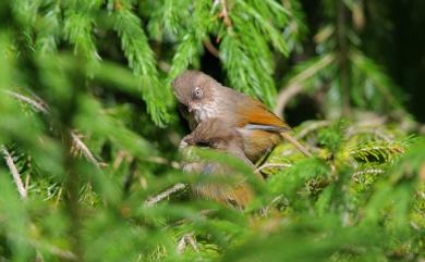 Fulvetta formosana (Ogilvie-Grant, 1906) 褐頭花翼