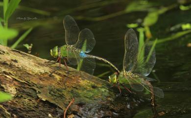 Anax parthenope julius Brauer, 1865 綠胸晏蜓