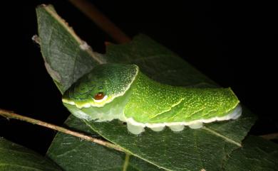 Papilio hopponis Matsumura, 1907 雙環翠鳳蝶