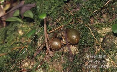 Nephrolepis cordifolia (L.) C.Presl 腎蕨