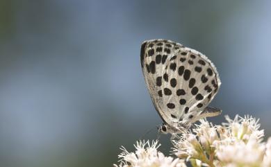 Phengaris atroguttata formosana 青雀斑灰蝶