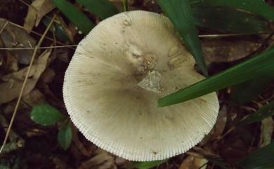 Amanita vaginata 灰鵝膏