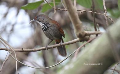 Megapomatorhinus erythrocnemis Gould, 1863 大彎嘴