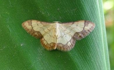 Idaea sugillata (Bastelberger, 1911)