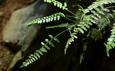 Asplenium tenerum 鈍齒鐵角蕨