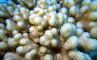 Sinularia ornata Tixier-Durivault, 1970 絢麗指形軟珊瑚
