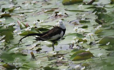 Hydrophasianus chirurgus (Scopoli, 1786) 水雉