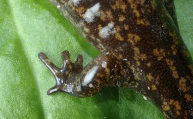 Hynobius formosanus Maki, 1922 臺灣山椒魚