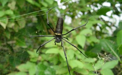 Nephila pilipes Fabricius, 1793 人面蜘蛛