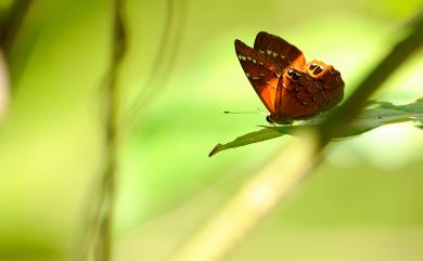 Abisara burnii etymander (Fruhstorfer, 1908) 白點褐蜆蝶