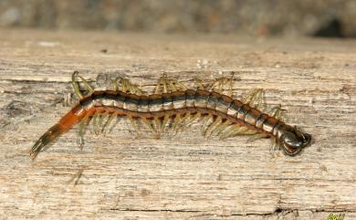 Scolopendra morsitans Linnaeus, 1758 赤蜈蚣