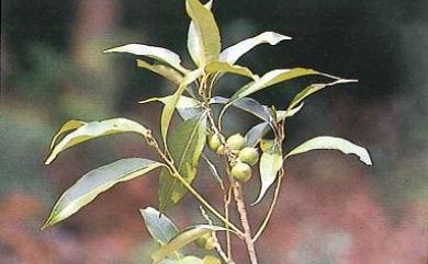 Lithocarpus nantoensis (Hayata) Hayata 南投石櫟