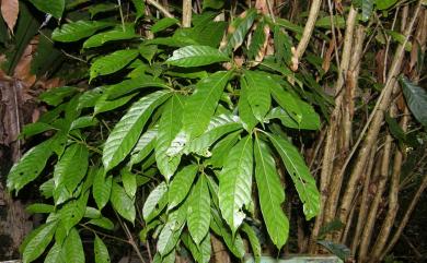 Lithocarpus konishii 小西氏石櫟