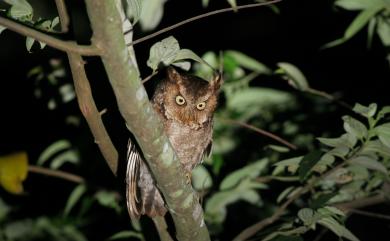 Otus spilocephalus hambroecki (Swinhoe, 1870) 黃嘴角鴞