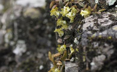 Gastrochilus formosanus 臺灣松蘭