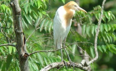 Bubulcus ibis coromandus 黃頭鷺