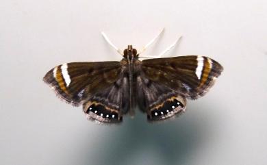 Eugauria albidentata (Hampson, 1897) 白線眼紋凹翅螟