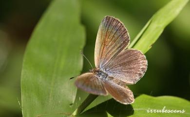 Zizeeria maha okinawana 藍灰蝶