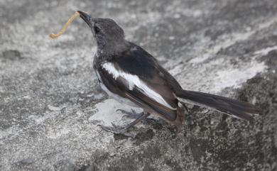 Copsychus saularis saularis (Linnaeus, 1758) 鵲鴝(大陸亞種)