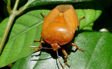 Tessaratoma papillosa (Drury, 1770) 荔枝椿象