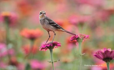 Motacilla tschutschensis taivana (Swinhoe, 1861) 東方黃鶺鴒(黃眉亞種)