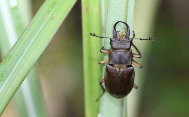 Lucanus miwai Kurosawa, 1966 黃腳深山鍬形蟲