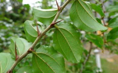 Paliurus ramosissimus (Lour.) Poir. 馬甲子