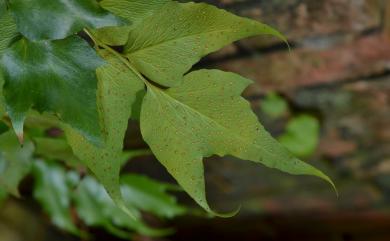 Cyrtomium falcatum subsp. falcatum (L.f.) C.Presl 全緣貫眾蕨