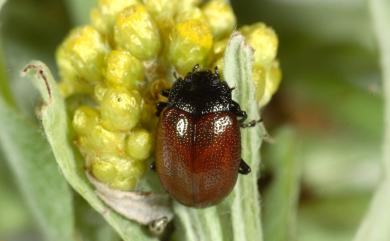 Chrysolina bowringi (Baly, 1860) 紅褐銅金花蟲