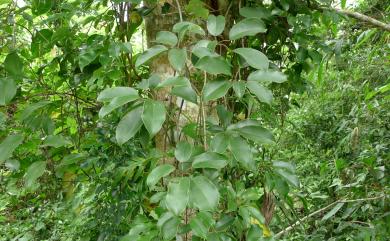 Stauntonia obovatifoliola Hayata 石月