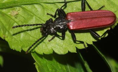 Cucujus haematodes opacus Lewis, 1888 紅翅扁甲
