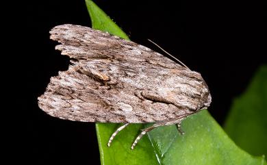 Acronicta denticulata pernivea Chang, 1991 白裙劍紋夜蛾