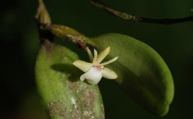Dendrobium parietiforme 世富暫花蘭