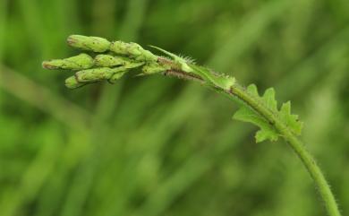 Pterocypsela formosana C.Shih 臺灣山苦藚