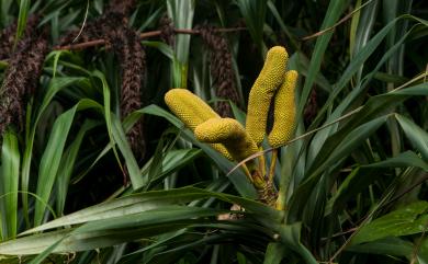 Freycinetia formosana Hemsl. 山露兜