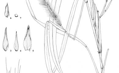 Cenchrus alopecuroides (L.) Thunb. 狼尾草