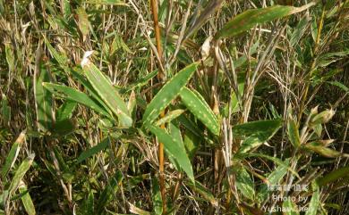 Sinobambusa kunishii (Hayata) Nakai 臺灣矢竹