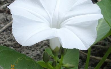 Ipomoea aquatica Forssk. 甕菜