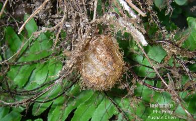 Nephrolepis cordifolia 腎蕨