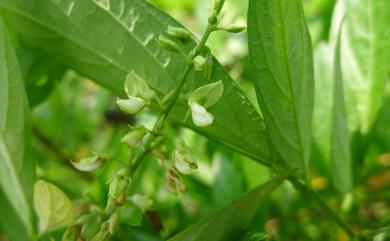 Ohwia caudata 小槐花