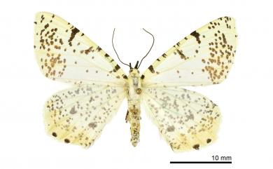 Ourapteryx variolaria Inoue, 1985 褐尾尺蛾