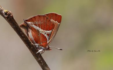 Amblopala avidiena y-fasciatus Sonan, 1932 尖灰蝶