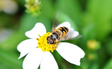 Eristalis 碧玉蚜蠅屬