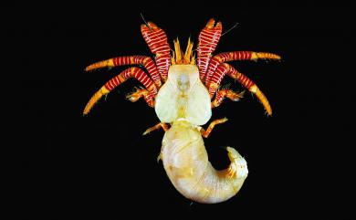 Ciliopagurus krempfi Forest, 1995 克氏纖毛寄居蟹
