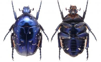 Protaetia inquinata Arrow, 1913 藍艷白點花金龜