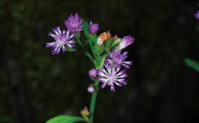 Vernonia cinerea var. parviflora 小花斑鳩菊