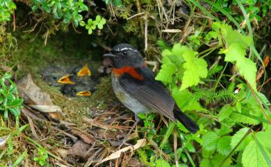 Tarsiger johnstoniae (Ogilvie-Grant, 1906) 栗背林鴝